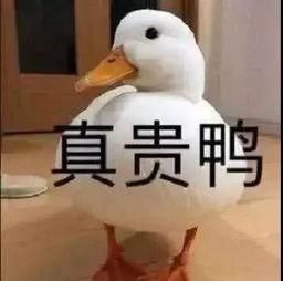 爆料鸭子吃药视频播放,网络热传鸭子吃药视频背后的真相 第2张 爆料鸭子吃药视频播放,网络热传鸭子吃药视频背后的真相 第2张